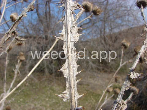thistle, Scotch